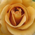 Sárga - Virágágyi grandiflora - floribunda rózsa - Honey Dijon